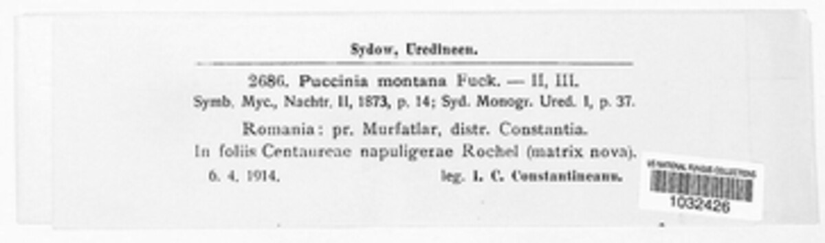 Puccinia montana image